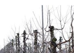 Прибутковий черешневий сад